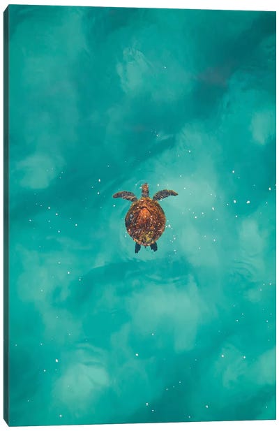 Turtle Life Canvas Art Print - Turtle Art