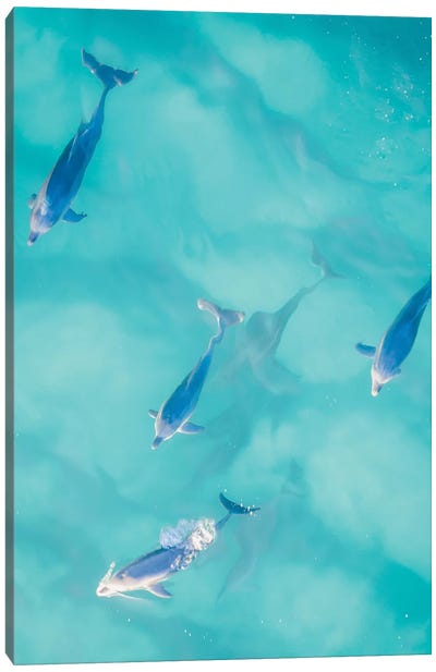 Cruisy Dolphins I Canvas Art Print - Aerial Photography