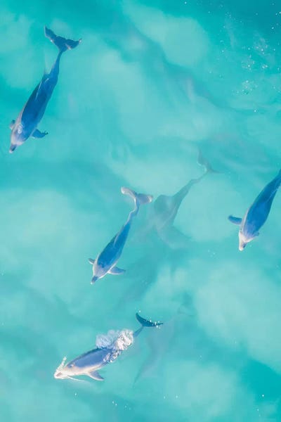 Cruisy Dolphins I