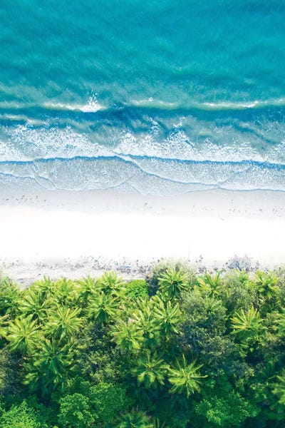 Jaxon Roberts: Where The Jungle Meets The Sea I by Jaxon Roberts