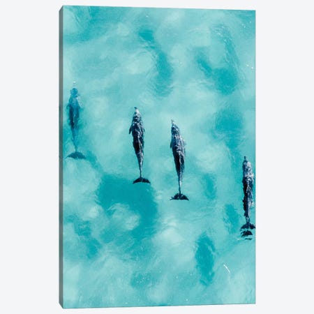 Cruisy Dolphins II Canvas Print #JXR9} by Jaxon Roberts Canvas Art