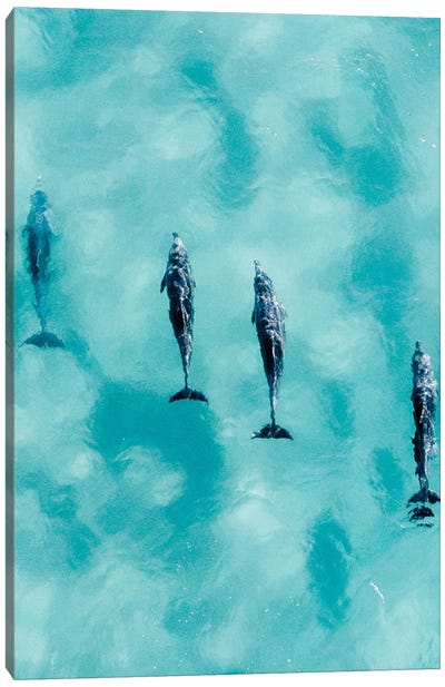 Cruisy Dolphins II Canvas Art Print - Jaxon Roberts
