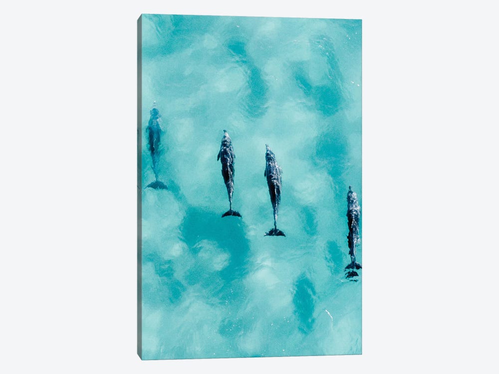 Cruisy Dolphins II by Jaxon Roberts 1-piece Canvas Art Print