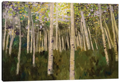 Aspen Glow Canvas Art Print - Aspen and Birch Trees