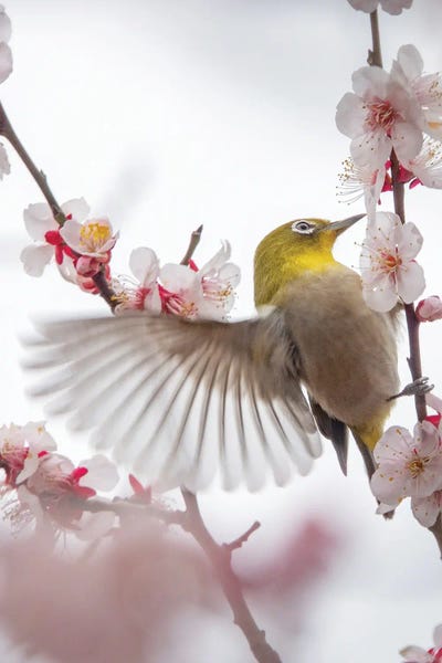 Hummingbirds: Dance With Plum by miwa_sun_