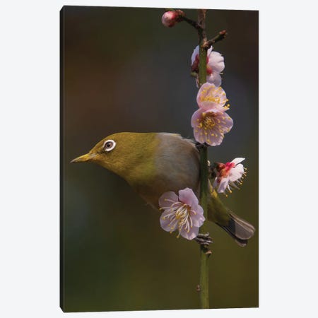Plum Blossoms And White-Eye Canvas Print #JYF2} by miwa_sun_ Canvas Art