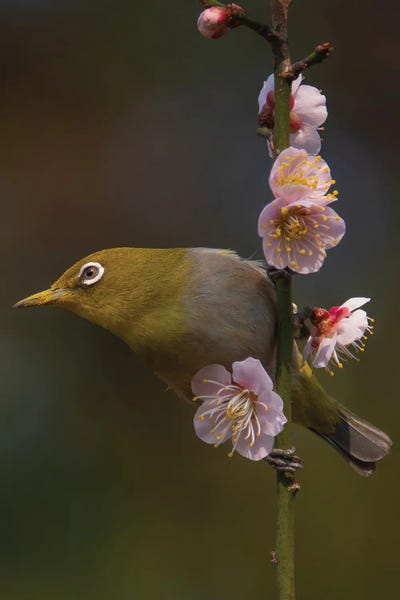Hummingbirds: Plum Blossoms And White-Eye by miwa_sun_
