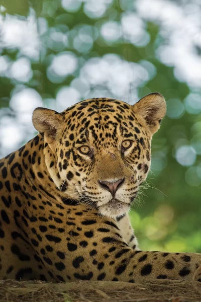 Portrait Of Wild Resting Jaguar, Pantanal Conservation Area, Brazil by Jaynes Gallery canvas print
