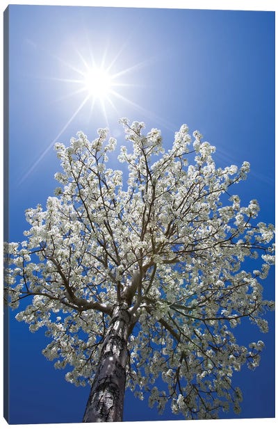 Usa, California, Bishop. Flowering Pear Tree. Canvas Art Print