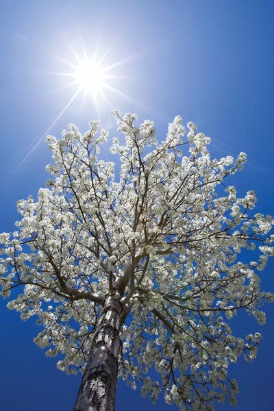 Usa, California, Bishop. Flowering Pear Tree.
