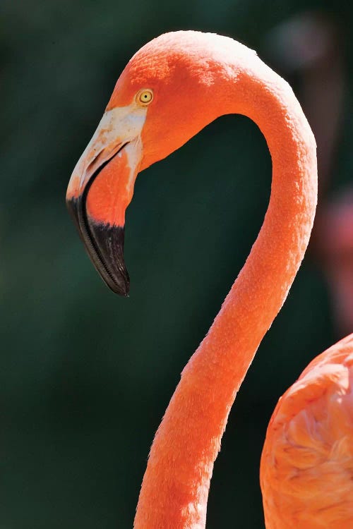 Usa, California, Sacramento. Flamingo At Sacramento Zoo.