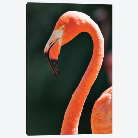 Usa, California, Sacramento. Flamingo At Sacramento Zoo. Canvas Print #JYG1008} by Jaynes Gallery Canvas Print