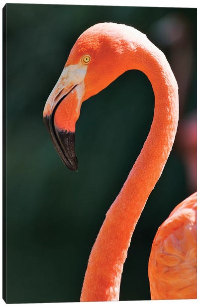 Usa, California, Sacramento. Flamingo At Sacramento Zoo. Canvas Art Print - Sacramento Art