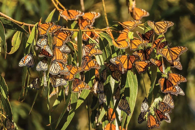 Usa, California, San Luis Obispo County. Clustering Monarch Butterflies On Branches.