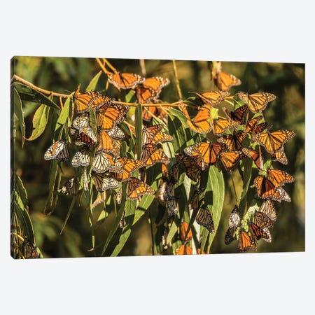 Usa, California, San Luis Obispo County. Clustering Monarch Butterflies On Branches. Canvas Print #JYG1010} by Jaynes Gallery Canvas Art