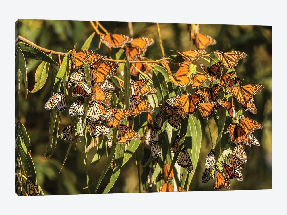 Usa, California, San Luis Obispo County. Clustering Monarch Butterflies On Branches. by Jaynes Gallery 1-piece Canvas Wall Art