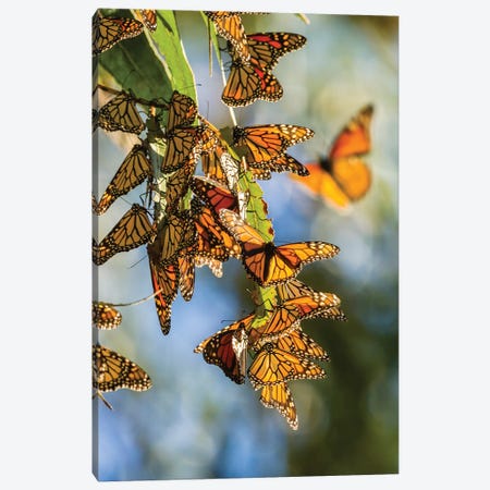 Usa, California, San Luis Obispo County. Clustering Monarch Butterflies On Branches. Canvas Print #JYG1011} by Jaynes Gallery Canvas Artwork