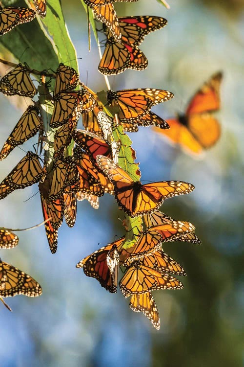 Usa, California, San Luis Obispo County. Clustering Monarch Butterflies On Branches.