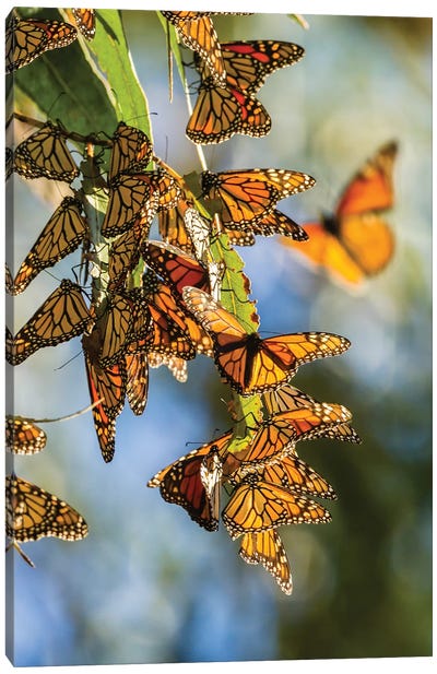 Usa, California, San Luis Obispo County. Clustering Monarch Butterflies On Branches. Canvas Art Print - Jaynes Gallery