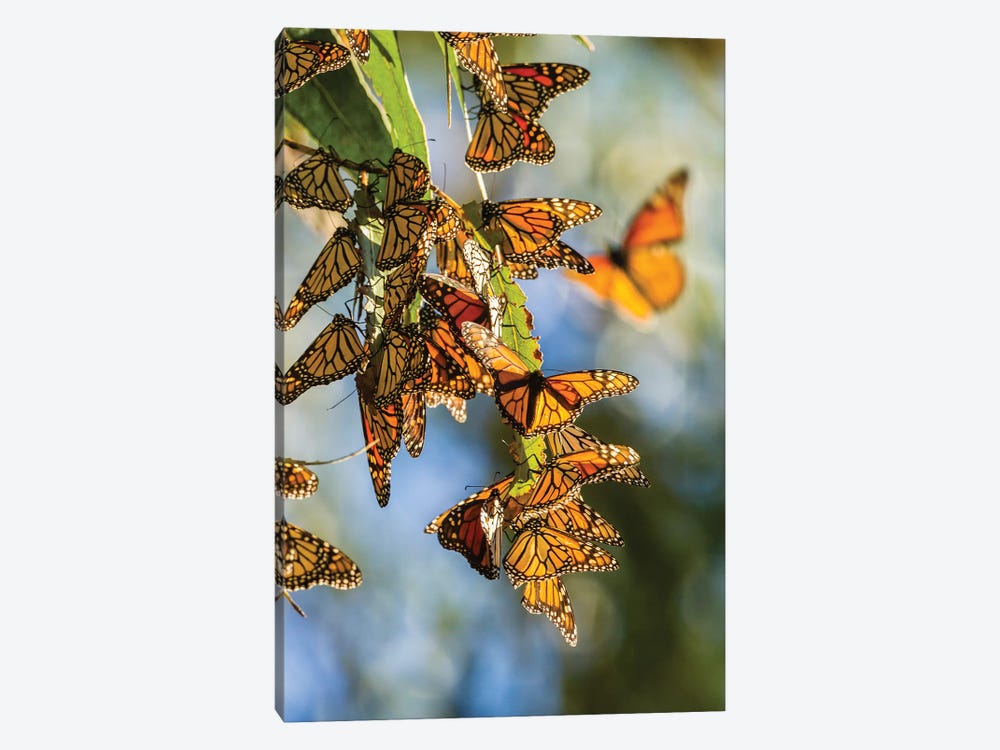 Usa, California, San Luis Obispo County. Clustering Monarch Butterflies On Branches. by Jaynes Gallery 1-piece Art Print