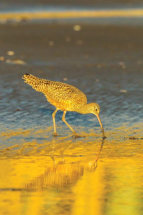 Usa, California, San Luis Obispo County. Long-Billed Curlew Feeding At Sunset.