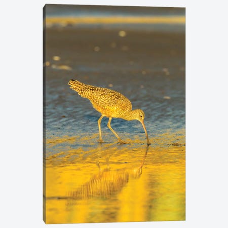 Usa, California, San Luis Obispo County. Long-Billed Curlew Feeding At Sunset. Canvas Print #JYG1014} by Jaynes Gallery Canvas Print