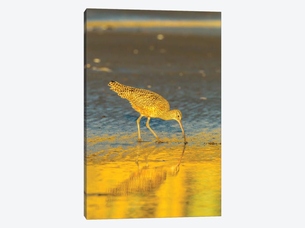 Usa, California, San Luis Obispo County. Long-Billed Curlew Feeding At Sunset. by Jaynes Gallery 1-piece Canvas Art