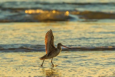 Usa, California, San Luis Obispo County. Marbled Godwit Stretches Wings At Sunset. by Jaynes Gallery canvas print