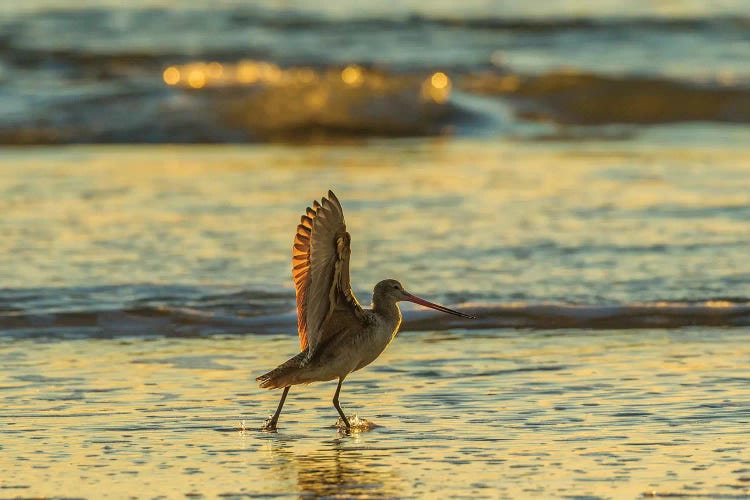 Usa, California, San Luis Obispo County. Marbled Godwit Stretches Wings At Sunset.