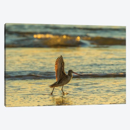 Usa, California, San Luis Obispo County. Marbled Godwit Stretches Wings At Sunset. Canvas Print #JYG1015} by Jaynes Gallery Canvas Art Print