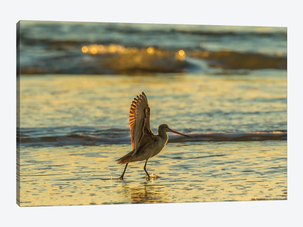 Usa, California, San Luis Obispo County. Marbled Godwit Stretches Wings At Sunset. by Jaynes Gallery 1-piece Art Print