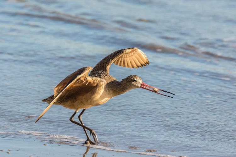 Usa, California, San Luis Obispo County. Marbled Godwit Taking Flight With Food.