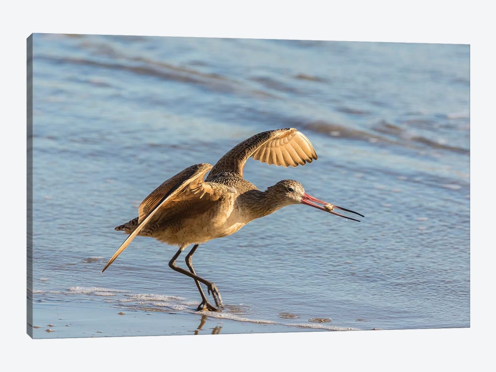 Usa, California, San Luis Obispo County. Marbled Godwit Taking Flight With Food. by Jaynes Gallery 1-piece Canvas Artwork