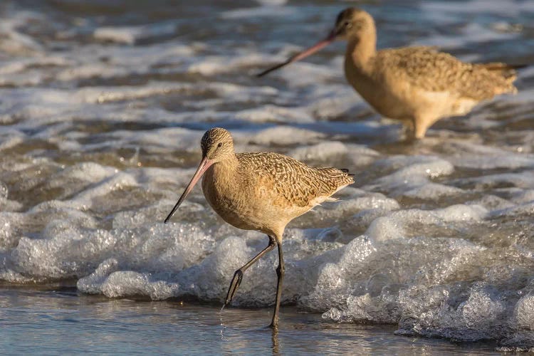 Usa, California, San Luis Obispo County. Marbled Godwits Feeding In Surf.