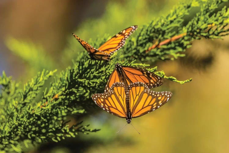 Usa, California, San Luis Obispo County. Monarch Butterflies On Branch.