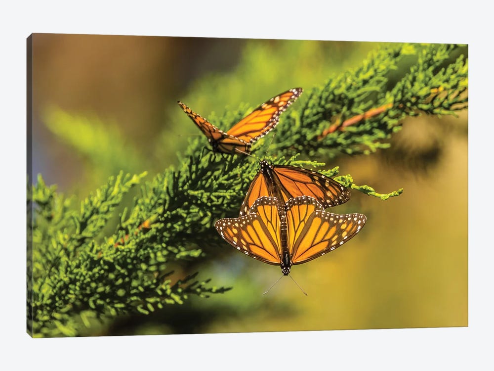 Usa, California, San Luis Obispo County. Monarch Butterflies On Branch. by Jaynes Gallery 1-piece Canvas Wall Art