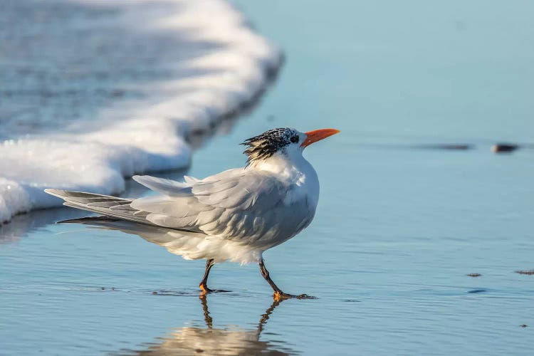 Usa, California, San Luis Obispo County. Royal Tern On Shore. by Jaynes Gallery wall art