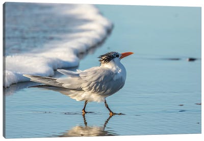 Usa, California, San Luis Obispo County. Royal Tern On Shore. Canvas Art Print - Tern Art
