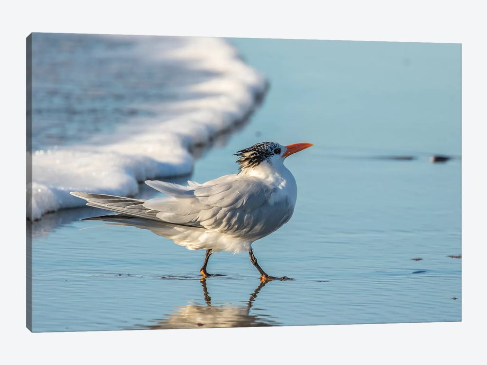 Usa, California, San Luis Obispo County. Royal Tern On Shore. by Jaynes Gallery 1-piece Art Print