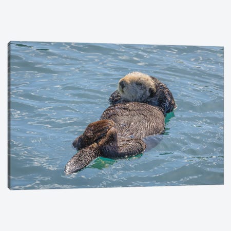 USA, California, Morro Bay State Park. Sea Otter mother resting on water. Canvas Print #JYG101} by Jaynes Gallery Canvas Wall Art