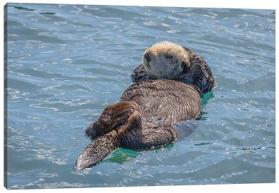 USA, California, Morro Bay State Park. Sea Otter mother resting on water. Canvas Art Print - Otter Art