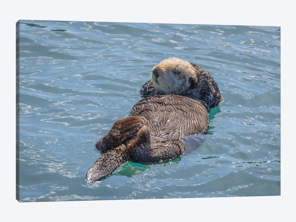 USA, California, Morro Bay State Park. Sea Otter mother resting on water. by Jaynes Gallery 1-piece Canvas Artwork
