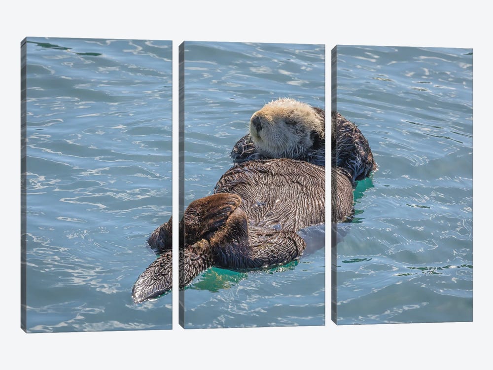 USA, California, Morro Bay State Park. Sea Otter mother resting on water. by Jaynes Gallery 3-piece Canvas Artwork