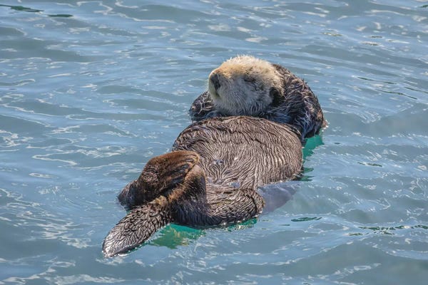 Jaynes Gallery: USA, California, Morro Bay State Park. Sea Otter mother resting on water. by Jaynes Gallery