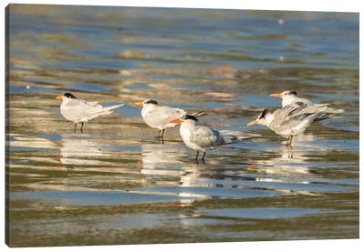Usa, California, San Luis Obispo County. Royal Terns Reflect In Shore Water. Canvas Art Print - Tern Art