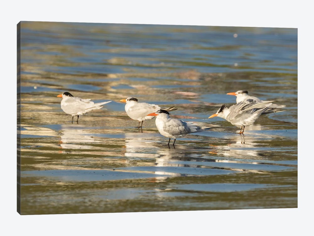 Usa, California, San Luis Obispo County. Royal Terns Reflect In Shore Water. by Jaynes Gallery 1-piece Art Print