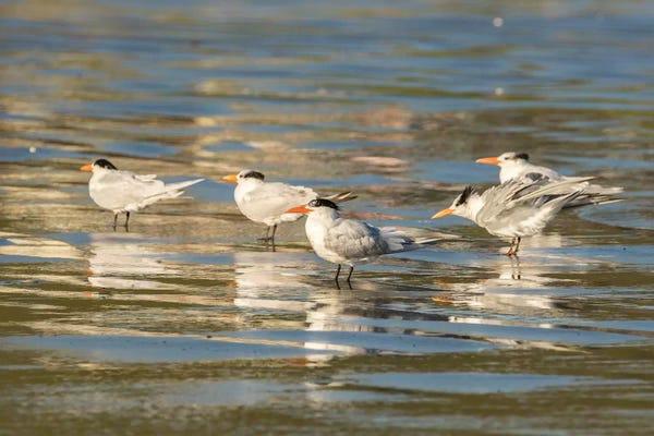 Terns