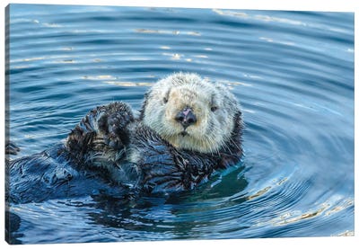 Usa, California, San Luis Obispo County. Sea Otter Grooming. Canvas Art Print - Jaynes Gallery
