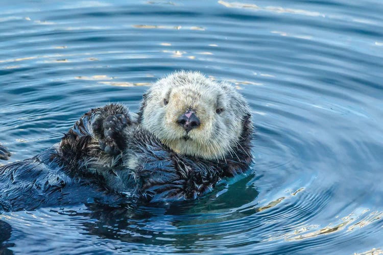 Usa, California, San Luis Obispo County. Sea Otter Grooming.