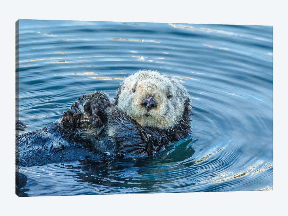 Usa, California, San Luis Obispo County. Sea Otter Grooming. by Jaynes Gallery 1-piece Canvas Artwork